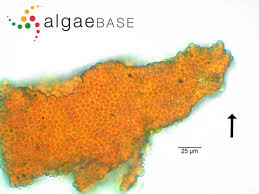 Attēlu rezultāti vaicājumam “Hildenbrandia rivularis”
