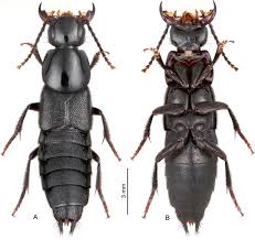 Attēlu rezultāti vaicājumam “Staphylinidae”