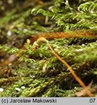 Attēlu rezultāti vaicājumam “Hygrohypnum luridum”