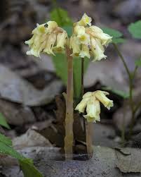 Attēlu rezultāti vaicājumam “Monotropa hypopitys fruit”
