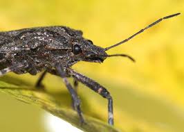 Attēlu rezultāti vaicājumam “Badhamia affinis”