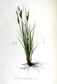 Attēlu rezultāti vaicājumam “Carex cespitosa”