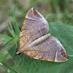 Attēlu rezultāti vaicājumam “Eulithis testata”