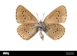 Attēlu rezultāti vaicājumam “Maculinea alcon”