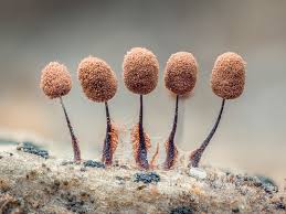 Attēlu rezultāti vaicājumam “Comatricha fragilis macro”