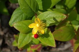 Attēlu rezultāti vaicājumam “Hypericum perforatum fruit”
