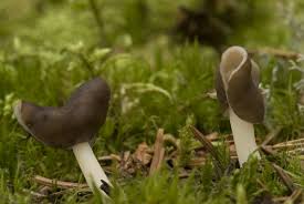 Attēlu rezultāti vaicājumam “Helvella elastica”