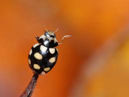 Attēlu rezultāti vaicājumam “Coccinula quatuordecimpustulata”