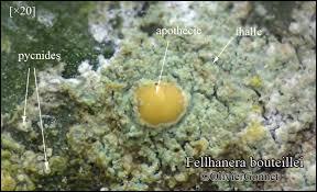 Attēlu rezultāti vaicājumam “Fellhanera subtilis”