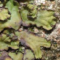 Attēlu rezultāti vaicājumam “Preissia quadrata”