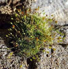 Attēlu rezultāti vaicājumam “Tortula truncata”