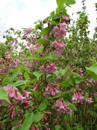 Attēlu rezultāti vaicājumam “Weigela praecox”