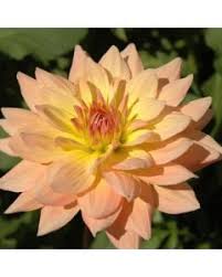 Image result for Dahlia `Snowflake`