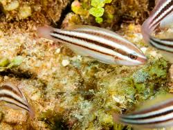 Image result for Scarus taeniopterus