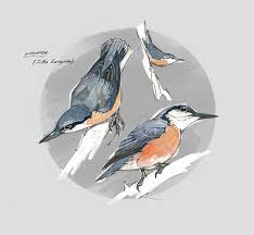 Attēlu rezultāti vaicājumam “Sitta europaea”