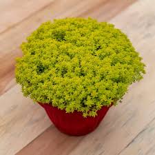 Image result for Sedum acre
