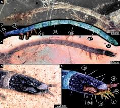 Attēlu rezultāti vaicājumam “Elateridae larva”
