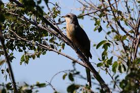 Image result for Coccyzus americanus