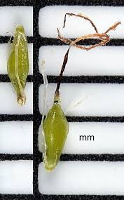 Attēlu rezultāti vaicājumam “Eleocharis quinqueflora flower”
