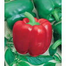 Afbeeldingsresultaat voor yolo wonder sweet pepper