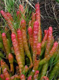 Attēlu rezultāti vaicājumam “Chenopodiaceae”