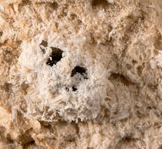 Attēlu rezultāti vaicājumam “Korynetes caeruleus”