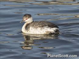 Image result for Podiceps auritus