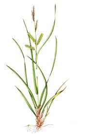 Attēlu rezultāti vaicājumam “Carex rostrata”