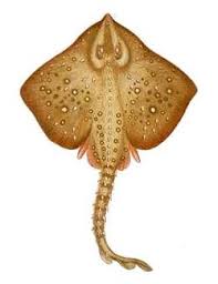 Image result for Raja polystigma