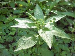 Attēlu rezultāti vaicājumam “Mercurialis perennis fruit”