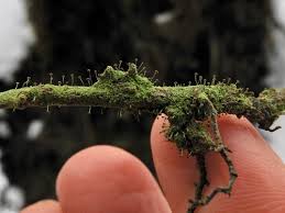 Attēlu rezultāti vaicājumam “Sclerophora coniophaea”