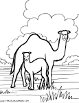 Camel coloring page