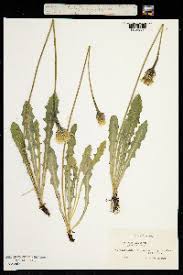 Attēlu rezultāti vaicājumam “Leontodon hispidus leaf”