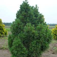 Attēlu rezultāti vaicājumam “Pinus sylvestris”