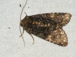 Attēlu rezultāti vaicājumam “Melanchra persicariae larva”