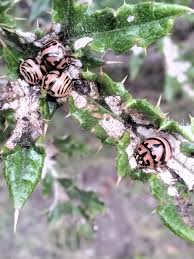 Image result for pheega