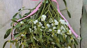 Attēlu rezultāti vaicājumam “Santalaceae”