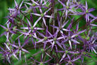 Possibly Allium cristophii (Star of Persia). - via Daymix