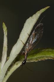 Attēlu rezultāti vaicājumam “Raphidioptera larva”