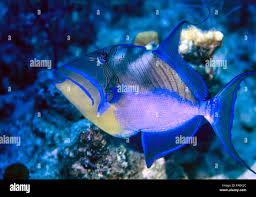 Image result for Balistes vetula