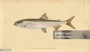 Image result for Osmerus eperlanus