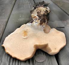 Attēlu rezultāti vaicājumam “Hydnum repandum”