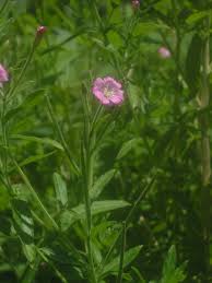 Image result for Epilobium hirsutum