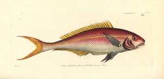 Image result for Ocyurus chrysurus