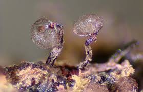 Attēlu rezultāti vaicājumam “Cribraria cancellata var. fusca stalked”