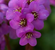 Image result for Bergenie