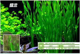 「扭蘭」的圖片搜尋結果