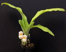 Attēlu rezultāti vaicājumam “Plantago uniflora flower”