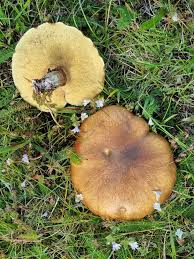 Attēlu rezultāti vaicājumam “Suillus luteus”