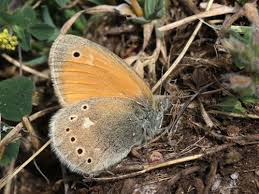 Attēlu rezultāti vaicājumam “Coenonympha tullia underside”
